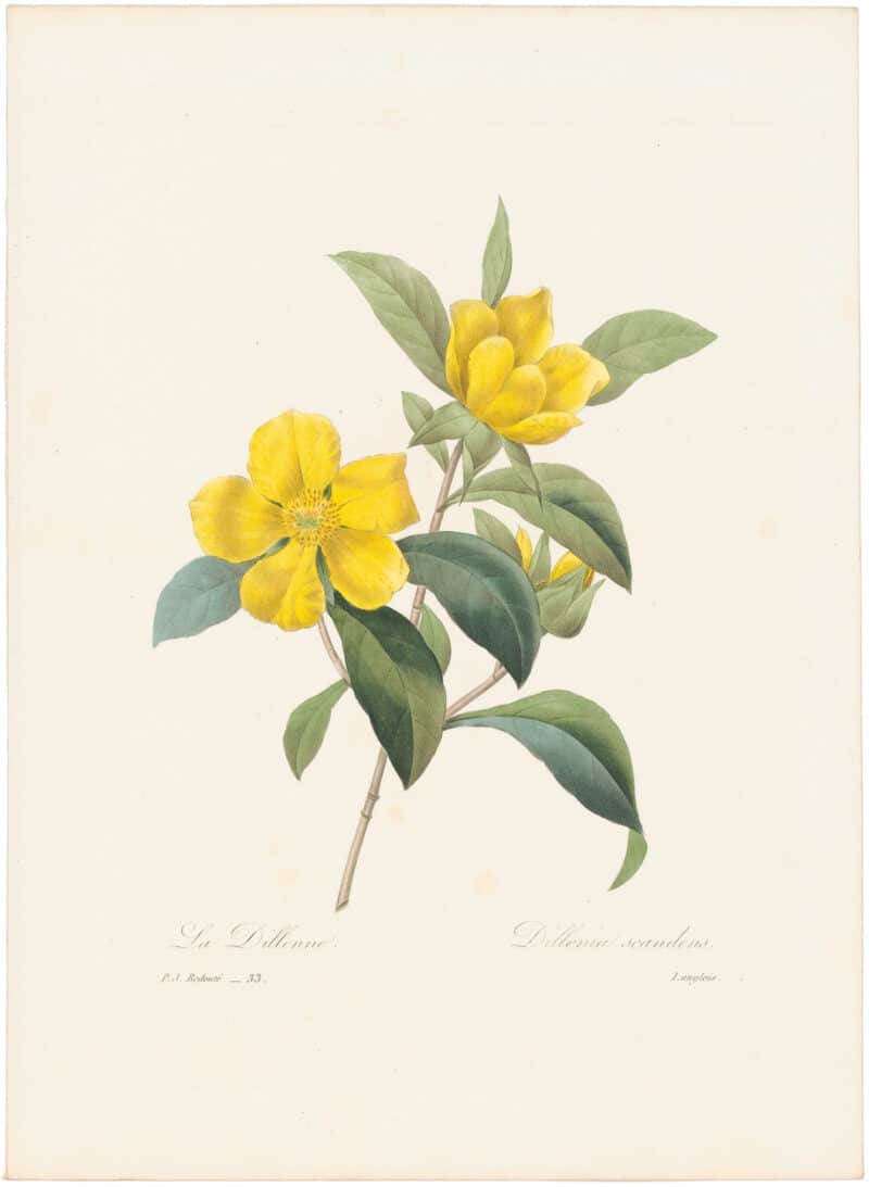 Redouté Choix 1835, Pl. 33, Hibbertia scandens