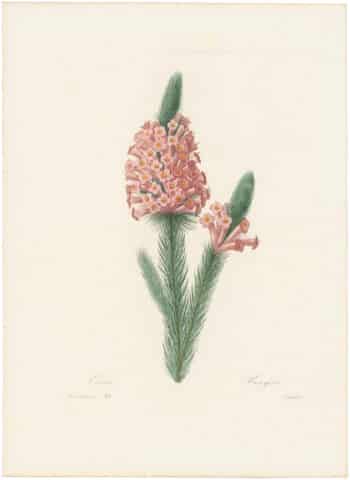 Redouté Choix 1835, Pl. 37, Heather; pink