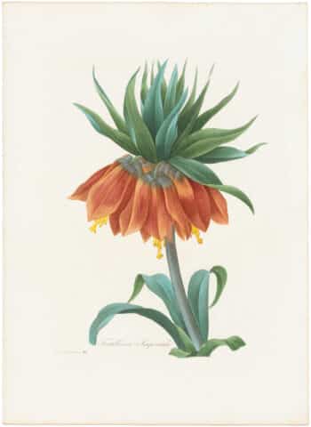 Redouté Choix 1835, Pl. 41, Crown Imperial Fritillary
