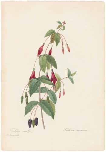 Redouté Choix 1835, Pl. 43, Fuchsia