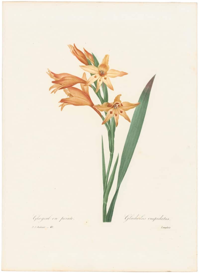 Redouté Choix 1835, Pl. 48, Gladiolus