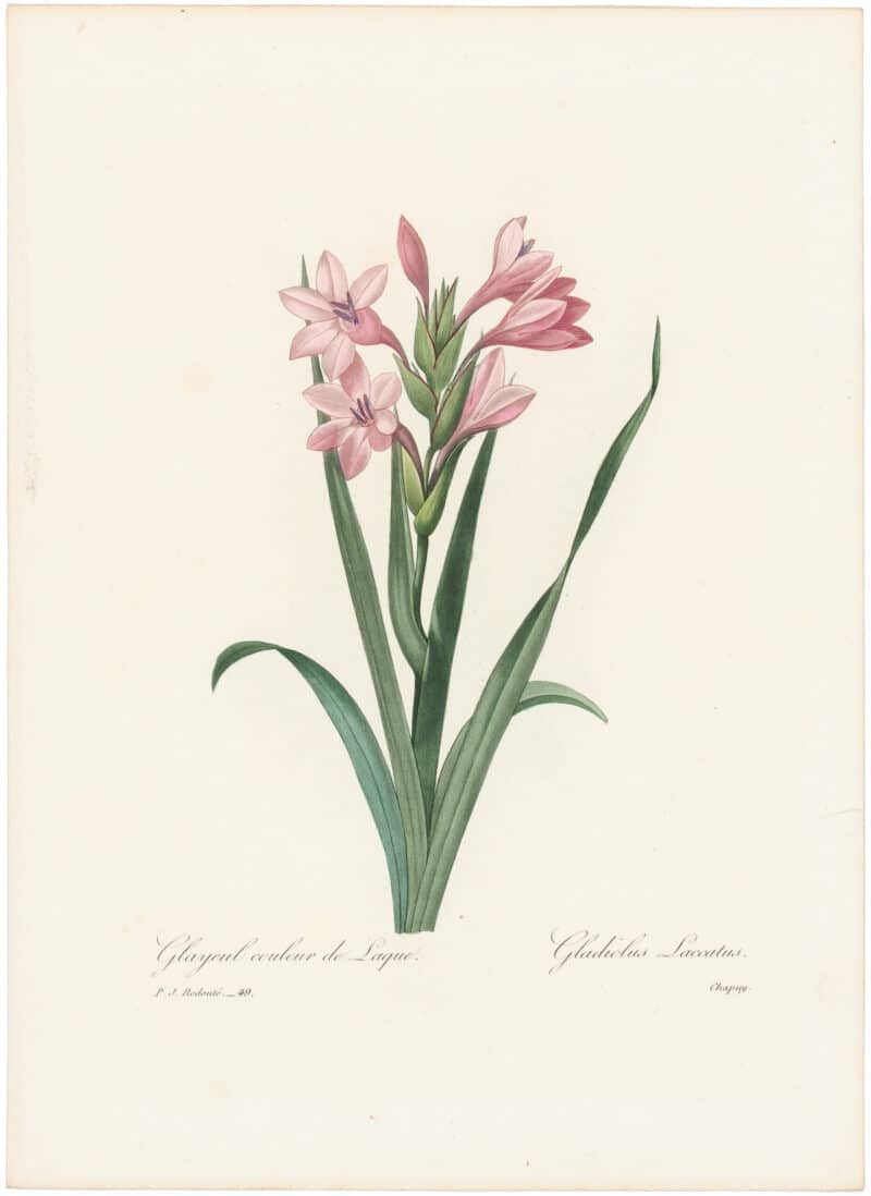 Redouté Choix 1835, Pl. 49, Watsonia Meriana