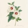 Redouté Choix 1835, Pl. 54, Hibiscus; white with red