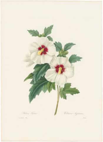 Redouté Choix 1835, Pl. 54, Hibiscus; white with red