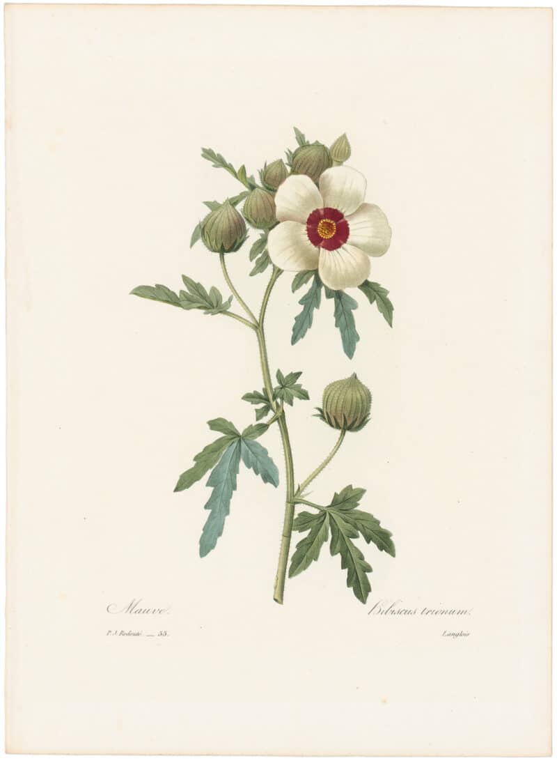 Redouté Choix 1835, Pl. 55, Bladder Hibiscus or Ketmia