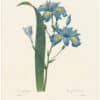 Redouté Choix 1835, Pl. 58, Iris Japonica