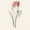 Redouté Choix 1835, Pl. 61, Phlox-flowered Ixia and Summer Snowflake Lily