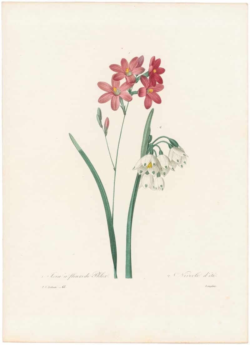 Redouté Choix 1835, Pl. 61, Phlox-flowered Ixia and Summer Snowflake Lily