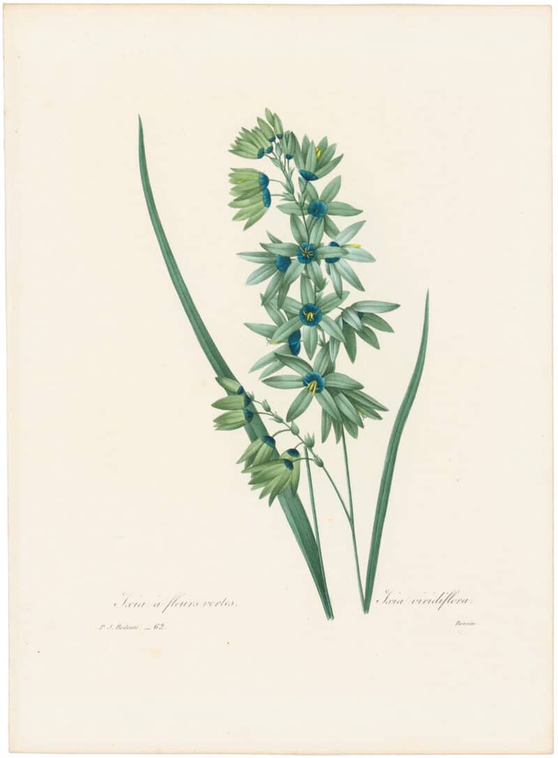 Redouté Choix 1835, Pl. 62, Izia; blue
