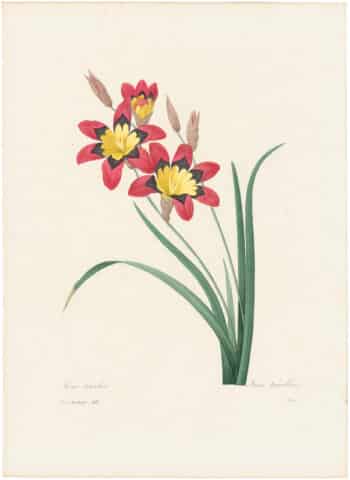 Redouté Choix 1835, Pl. 63, Sparaxis Tricolor