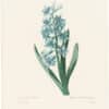 Redouté Choix 1835, Pl. 65, Common Hyacinth; blue