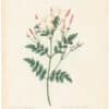 Redouté Choix 1835, Pl. 68, Spanish Jasmin Grandiflorum