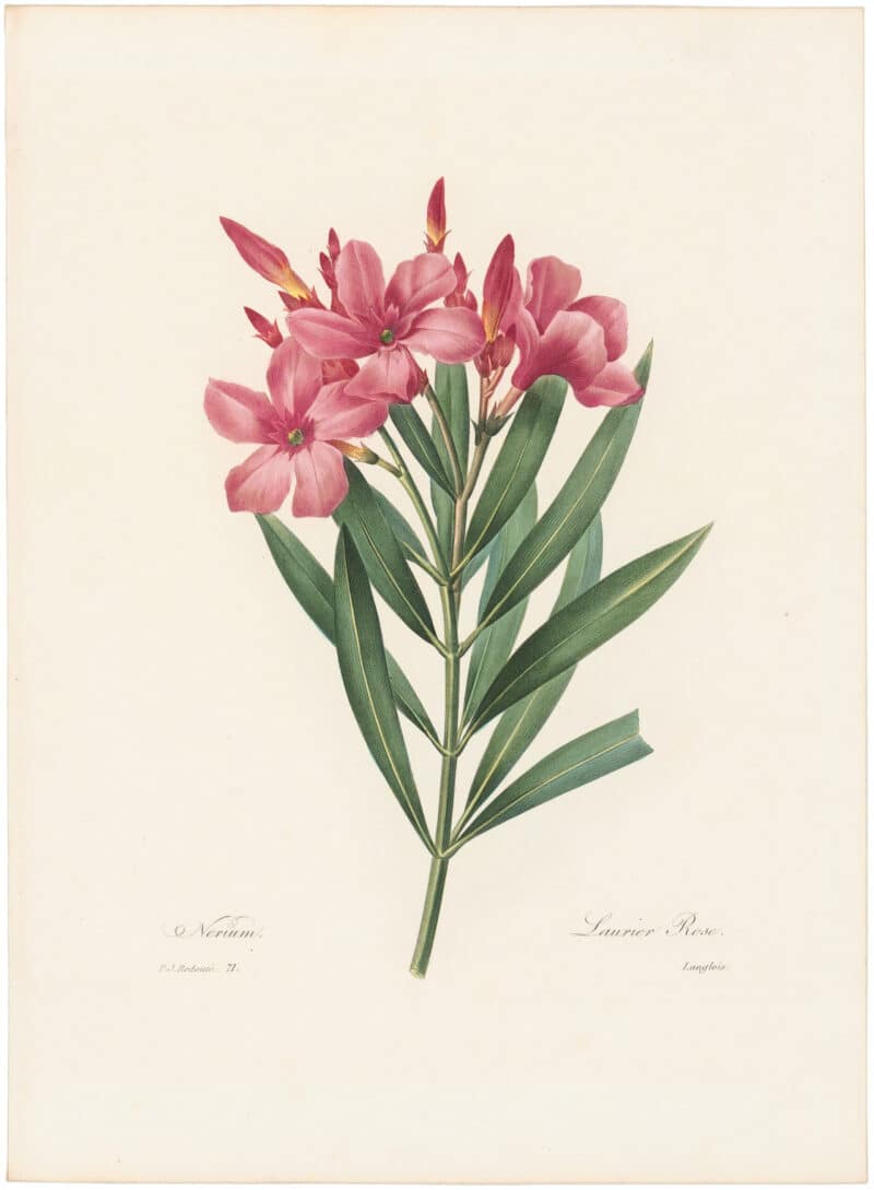 Redouté Choix 1835, Pl. 71, Common Oleander
