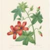 Redouté Choix 1835, Pl. 72, Hibiscus-like Tree-mallow