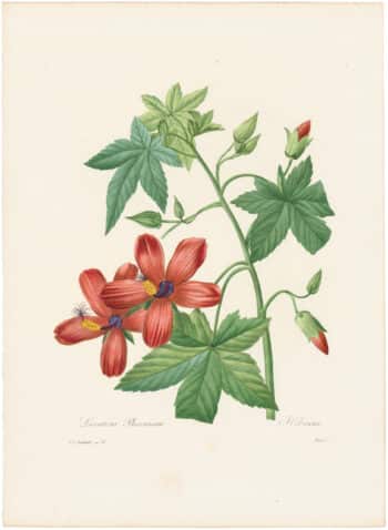 Redouté Choix 1835, Pl. 72, Hibiscus-like Tree-mallow