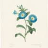 Redouté Choix 1835, Pl. 74, Convolvulus Tricolor; blue