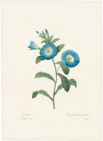 Redouté Choix 1835, Pl. 74, Convolvulus Tricolor; blue