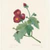 Redouté Choix 1835, Pl. 78, Phymosia Umbellata; deep red