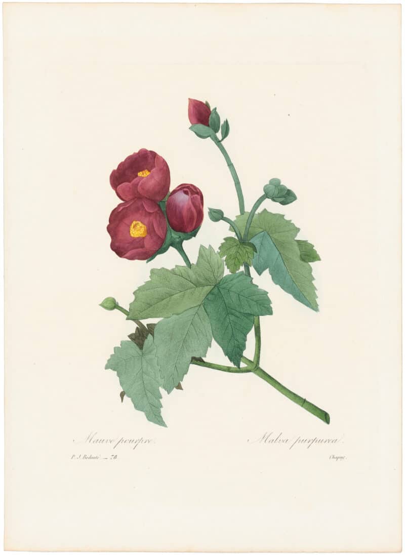 Redouté Choix 1835, Pl. 78, Phymosia Umbellata; deep red