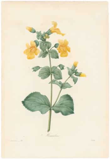 Redouté Choix 1835, Pl. 79, Yellow Monkey Flower