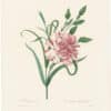 Redouté Choix 1835, Pl. 88, Clove- Pink Carnation (Oeillet panache-Dianthus...)