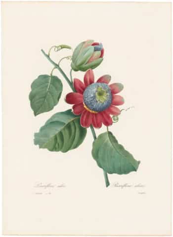 Redouté Choix 1835, Pl. 91, Passion Flower; deep red