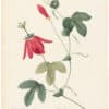 Redouté Choix 1835, Pl. 92, Passion Flower; red
