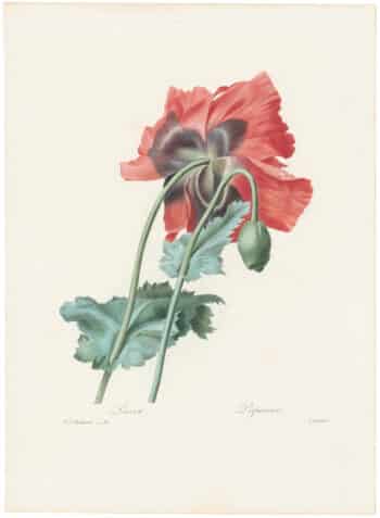 Redouté Choix 1835, Pl. 93, Opium Poppy