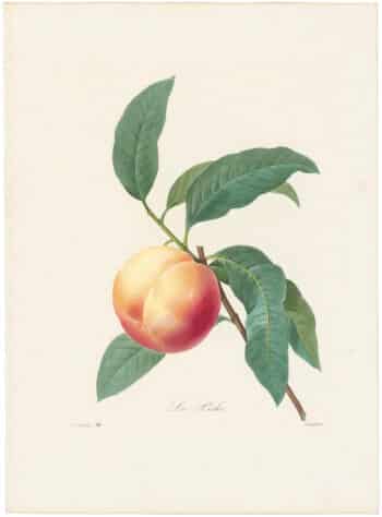 Redouté Choix 1835, Pl. 94, Peach