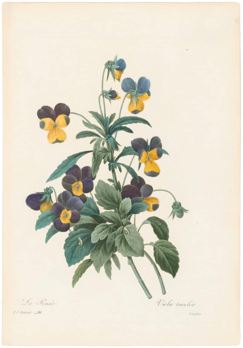Redouté Choix 1835, Pl. 96, Viola Tricolor; wild pansy
