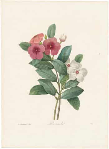 Redouté Choix 1835, Pl. 98, Madagascar Periwinkle