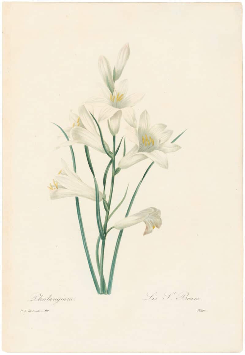Redouté Choix 1835, Pl. 99, St. Bruno's Lily