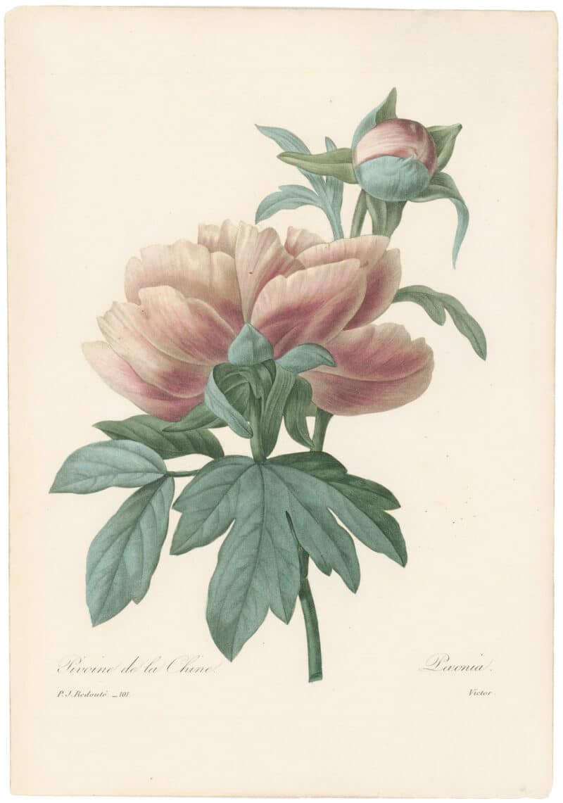 Redouté Choix 1835, Pl. 101, Tree Peony; pink
