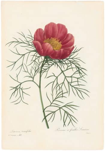 Redouté Choix 1835, Pl. 103, Peony; bright red