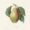 Redouté Choix 1835, Pl. 108, Common Pear