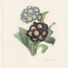 Redouté Choix 1835, Pl. 110, Primula Auricula; two