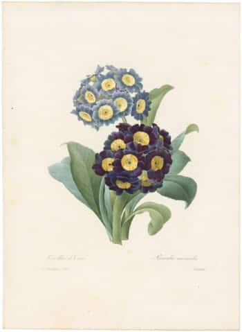 Redouté Choix 1835, Pl. 110, Primula Auricula; two