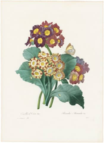 Redouté Choix 1835, Pl. 111, Bouquet of Auriculas
