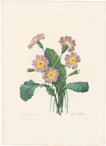 Redouté Choix 1835, Pl. 112, Wild primrose; pink and yellow