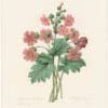 Redouté Choix 1835, Pl. 113, Primula; pink