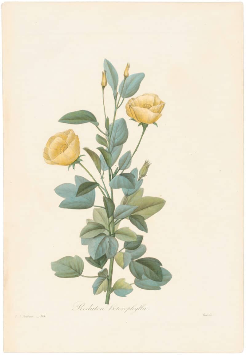 Redouté Choix 1835, Pl. 115, Cienfuegosia Heterophylla; yellow