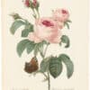 Redouté Choix 1835, Pl. 117, Centifolia Rose; pink