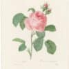 Redouté Choix 1835, Pl. 118, Centifolia Rose; pink