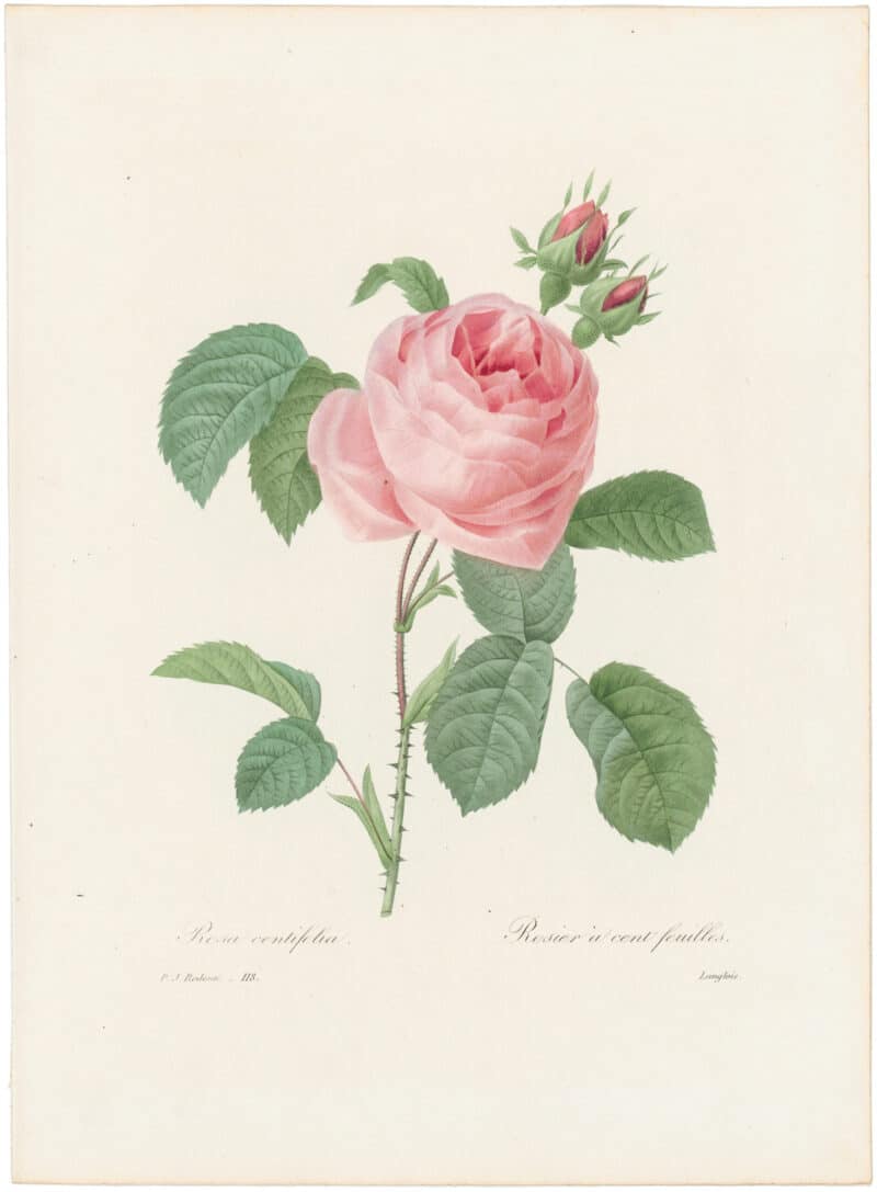 Redouté Choix 1835, Pl. 118, Centifolia Rose; pink