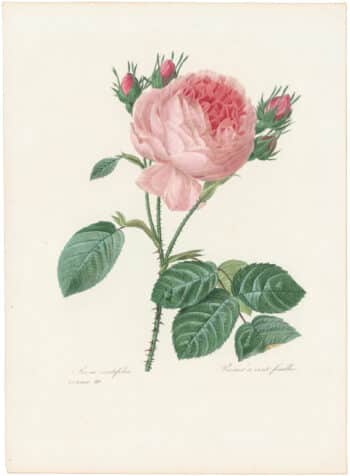 Redouté Choix 1835, Pl. 119, Provence Rose; pink