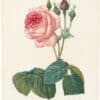 Redouté Choix 1835, Pl. 120, Centifolia Rose; pink