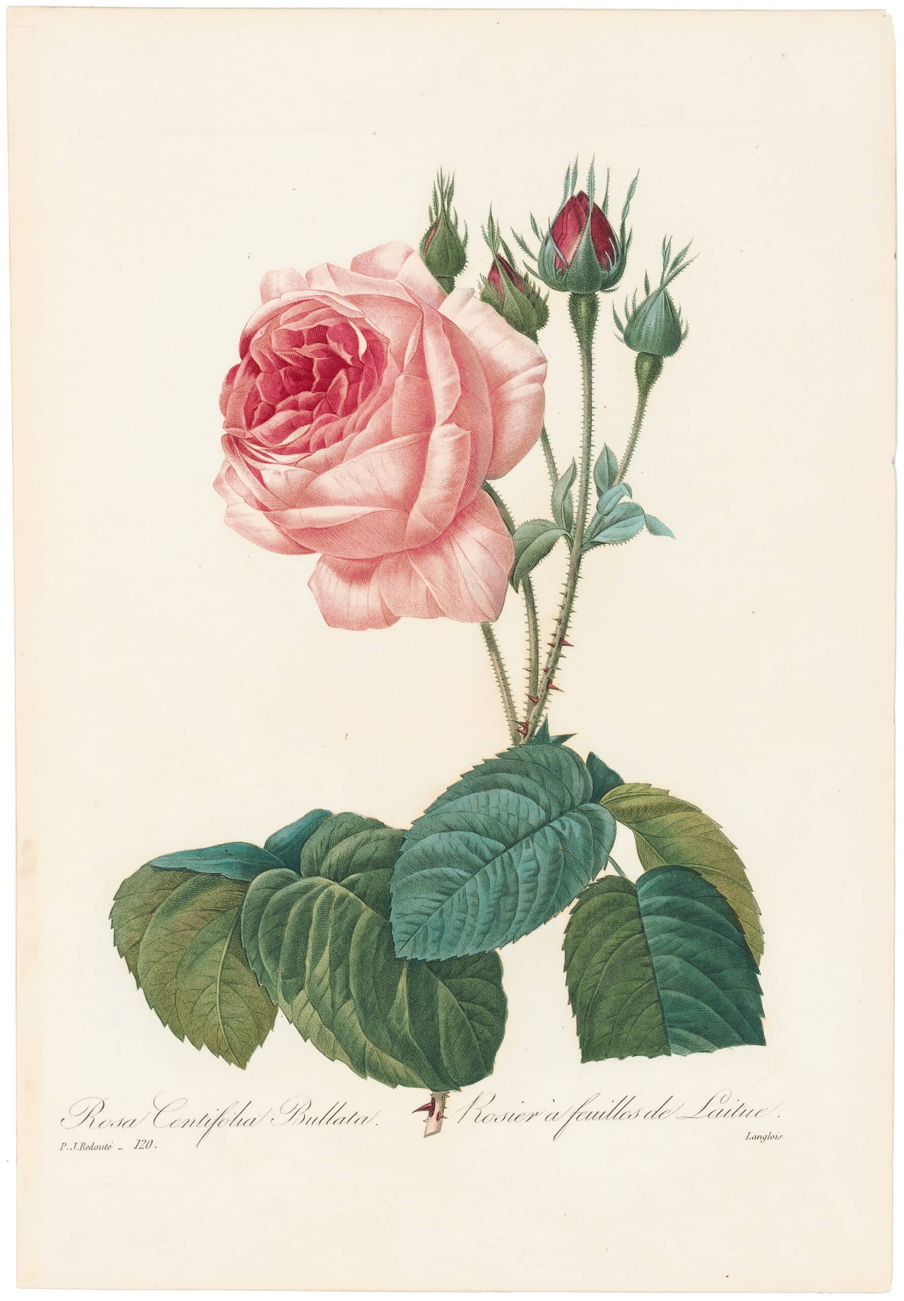 Redouté Choix 1835, Pl. 120, Centifolia Rose; pink | Choix des plus ...