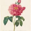 Redouté Choix 1835, Pl. 121, Apothecary's Rose; red