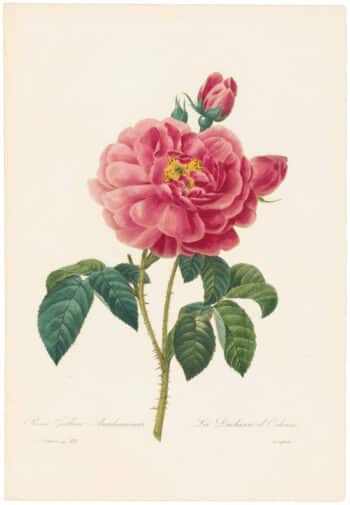 Redouté Choix 1835, Pl. 121, Apothecary's Rose; red