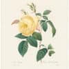 Redouté Choix 1835, Pl. 122, Hume's Blush Tea-Scented China Rose; yellow